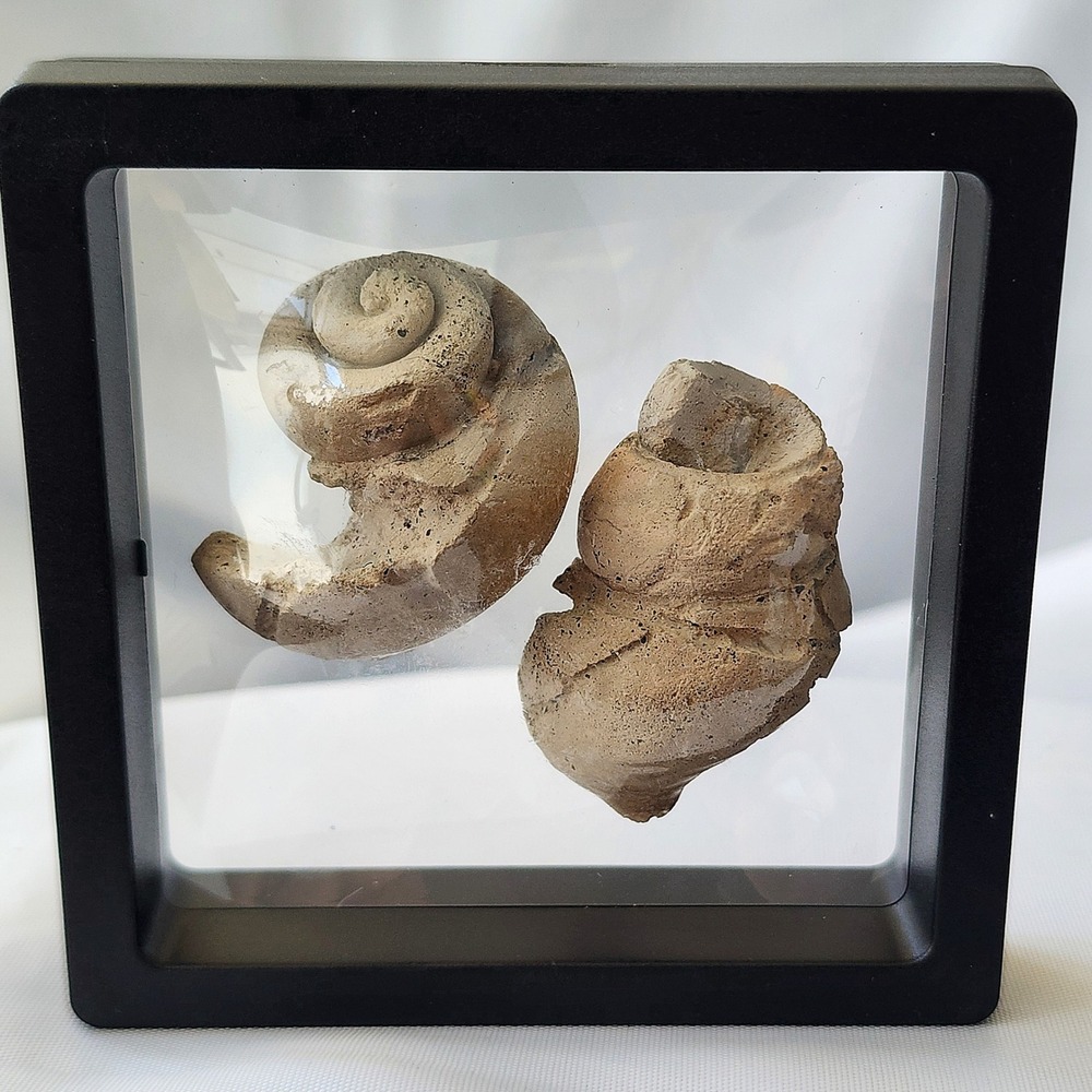 Late Cretaceous Period Gastropod Fossil Pair Display Unique‎ Lage Matched Rare